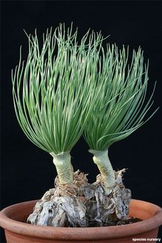 two small green plants in a brown pot