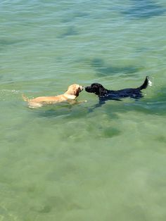 two dogs are swimming in the water together