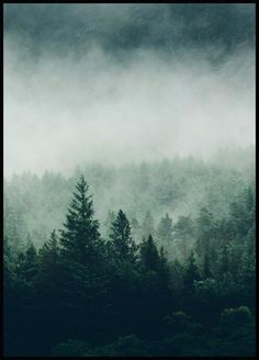 the forest is covered in fog and low lying clouds