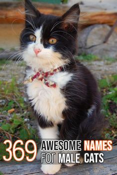 a black and white cat sitting on top of a wooden bench with the words 365 awesome names for male cats