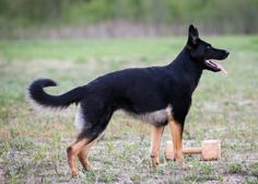 a black and brown dog standing on top of a field next to a wooden block