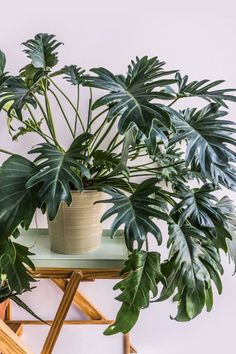 a potted plant sitting on top of a table