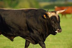 a black cow with horns is walking through the grass in front of other brown cows