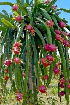 a large tree with lots of flowers growing on it