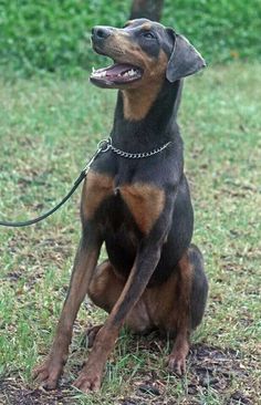 a brown and black dog sitting on top of a grass covered field