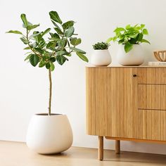 two potted plants sitting on top of a wooden cabinet