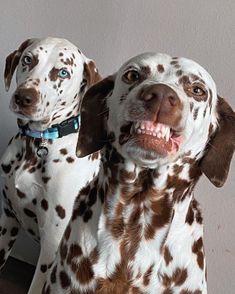 two dalmatian dogs standing next to each other