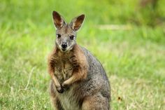 a kangaroo standing on its hind legs in the grass