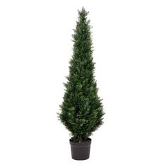 a tall potted tree in a black planter