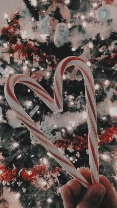 a hand holding up two candy canes in front of a christmas tree with lights