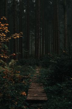 a wooden path in the middle of a forest