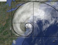 Fibonacci is everywhere Golden Ratio In Nature, Leonardo Fibonacci, The Golden Mean