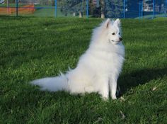 a white dog sitting on top of a lush green field