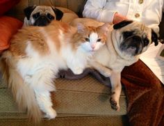 two dogs and a cat sitting on a couch