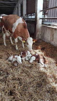 there is a cow that is feeding on the hay with her babies in the barn