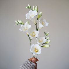 a hand holding a bunch of white flowers in it's left hand, with the petals still attached