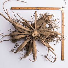 a bunch of root roots on top of a ruler