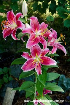 pink flowers are blooming in the garden