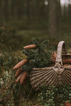 a wicker basket filled with pine cones in the middle of some grass and trees