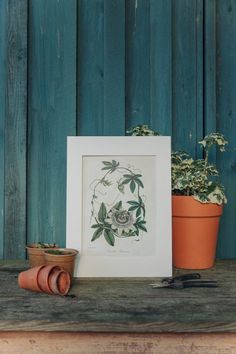 an image of some plants on a table next to a potted plant and scissors