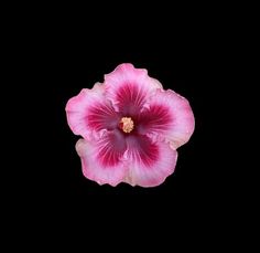 a pink flower is in the middle of a black background with no leaves on it