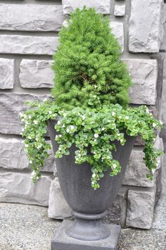 a potted plant sitting on top of a stone wall