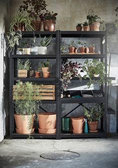 several potted plants on shelves in a room