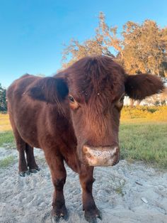 a brown cow standing on top of a grass covered field with trees in the background