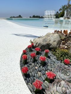 some plants and rocks by the water