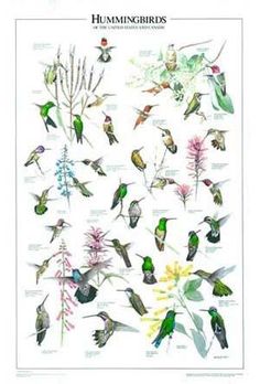 the hummingbirds are all different colors and sizes