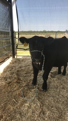 a black cow tied up to a wire in a pen with hay on the ground