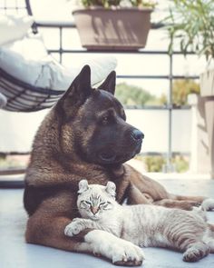 a large brown dog laying next to a white cat