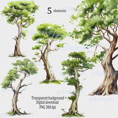 the different types of trees are shown in this drawing