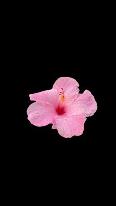 a pink flower with water droplets on it's petals in the dark background,