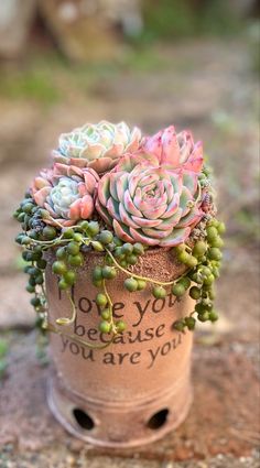 a planter with succulents in it that says i love you because you are young