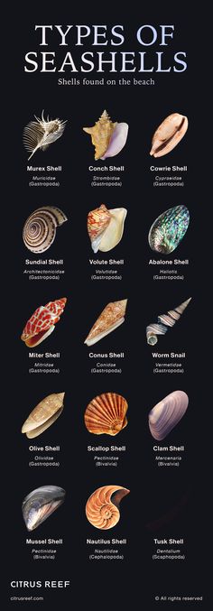 Here are 15 beautiful shell species, including commonly found seashells, and some of the most rare types of seashells you might be lucky enough to find. Shell Names, Types Of Seashells, Seashell Identification, Types Of Shells, Sea Snail, Nautilus Shell, Sea Witch