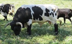 three cows grazing in the grass on a sunny day with one black and white cow