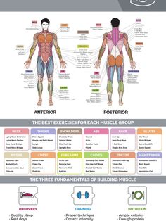 the muscle groups and their functions