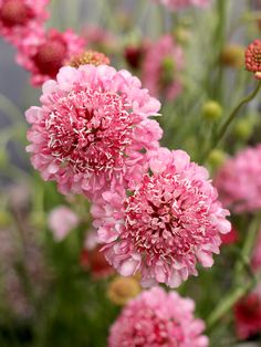 pink flowers are blooming in the garden with green stems and red petals on them