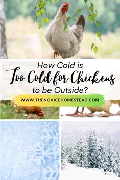 chickens and trees with text overlay how cold is to cold for chickens to be outside?