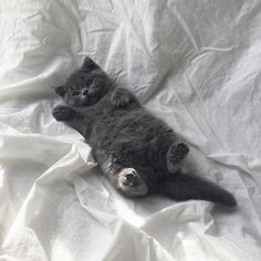 two kittens laying on top of a white sheet