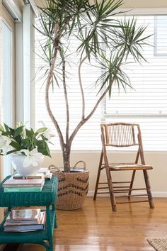 a living room with a chair and a potted plant