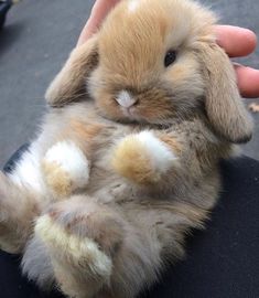 a small rabbit is being held in someone's hand