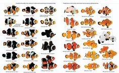 the different types of clown fish are shown in this book, which shows them all different colors