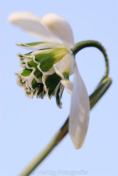 a close up view of a flower with the sky in the backgrouund