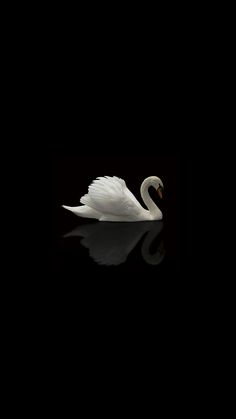 a white swan is floating in the dark water