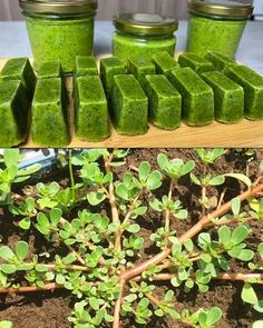 several different pictures of plants and jars with green stuff in them on a table top