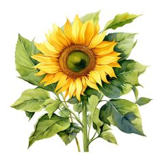 Sunflower Clipart, Sunflower and Leaves Images, 10 Watercolor Clip Art, Printable Jpgs, Instant Download, Commercial Use, Paper Craft - Etsy Leaves Images, Sunflower Clipart, Leaf Images, Etsy Crafts, Watercolor Clipart, Art Printable, Paper Craft, Art Images, Sunflower