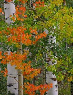 trees with orange and green leaves near each other