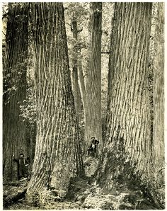 black and white photograph of trees in the woods with people standing around them on either side